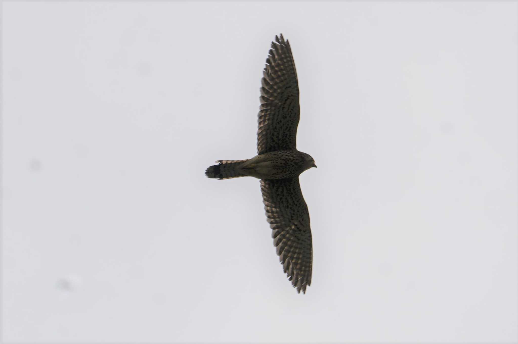 Photo of Common Kestrel at 淀川 by マル