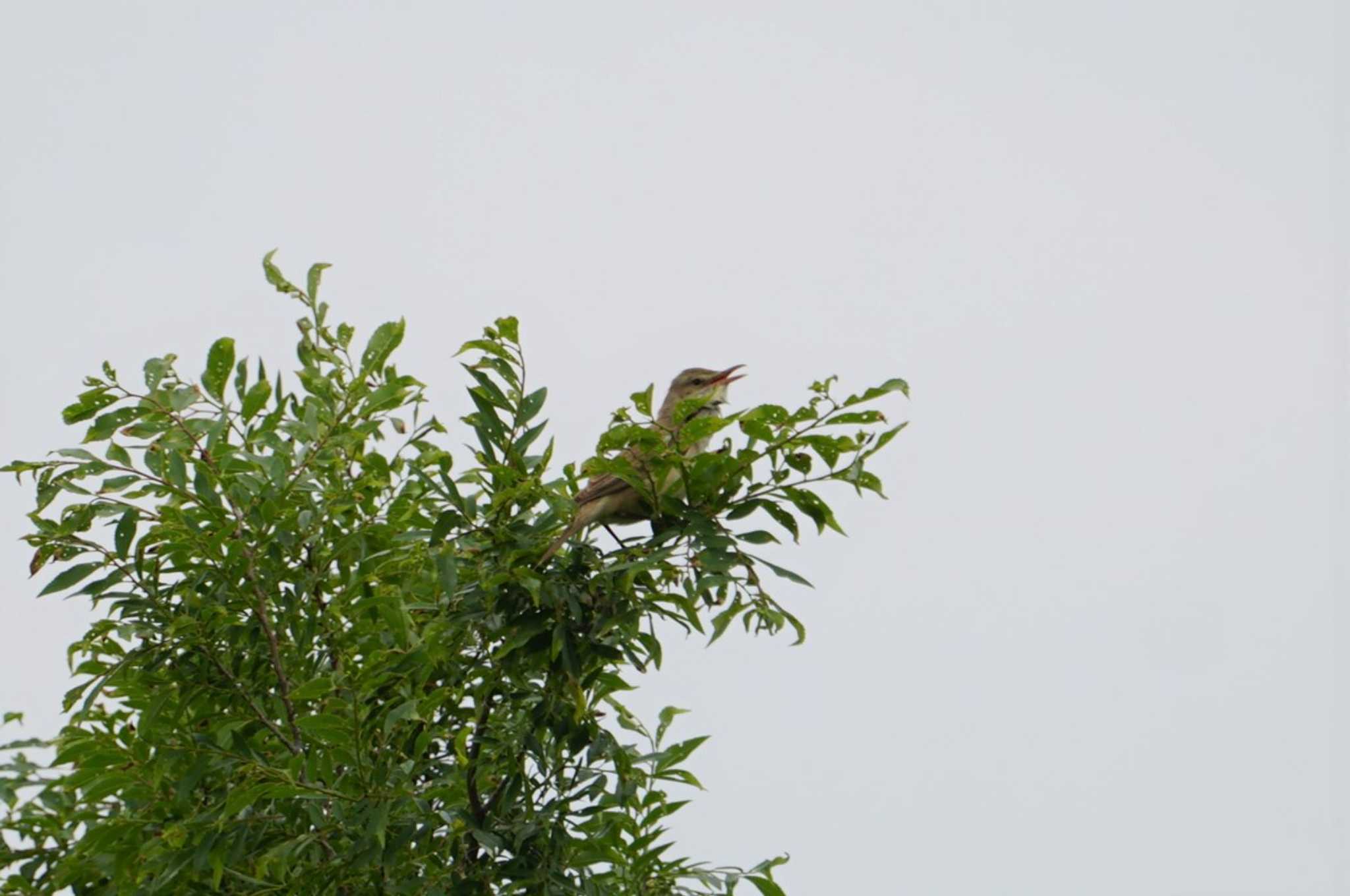 Photo of Oriental Reed Warbler at 淀川 by マル