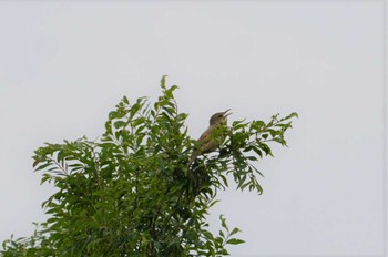 Oriental Reed Warbler 淀川 Sat, 5/21/2022