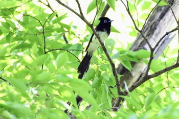 サンコウチョウ 大阪城公園 2022年5月22日(日)