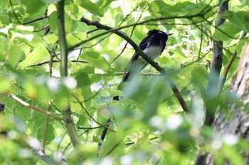 サンコウチョウ 大阪城公園 2022年5月22日(日)