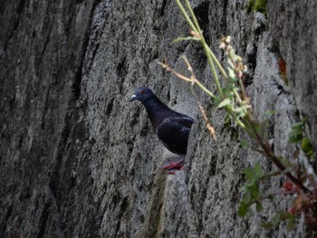 カワラバト 平和の森公園、妙正寺川 2022年5月22日(日)