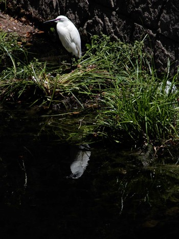 2022年5月22日(日) 平和の森公園、妙正寺川の野鳥観察記録