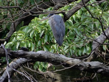 2022年5月22日(日) 新宿御苑の野鳥観察記録