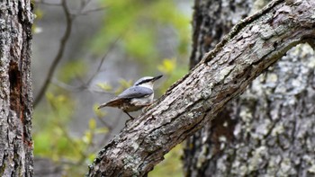 ゴジュウカラ 菅平高原自然館他 2022年5月22日(日)