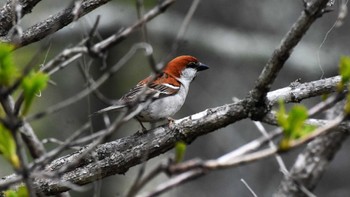 ニュウナイスズメ 菅平高原自然館他 2022年5月22日(日)