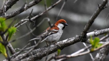 2022年5月22日(日) 菅平高原自然館他の野鳥観察記録