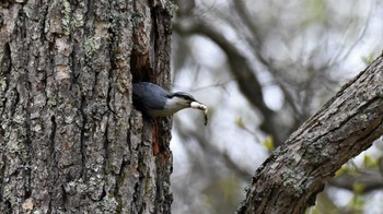 ゴジュウカラ 菅平高原自然館他 2022年5月22日(日)