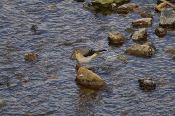 Grey Wagtail 平井川(千石橋付近) Sun, 5/22/2022