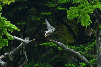 Peregrine Falcon Aobayama Park Sun, 5/22/2022