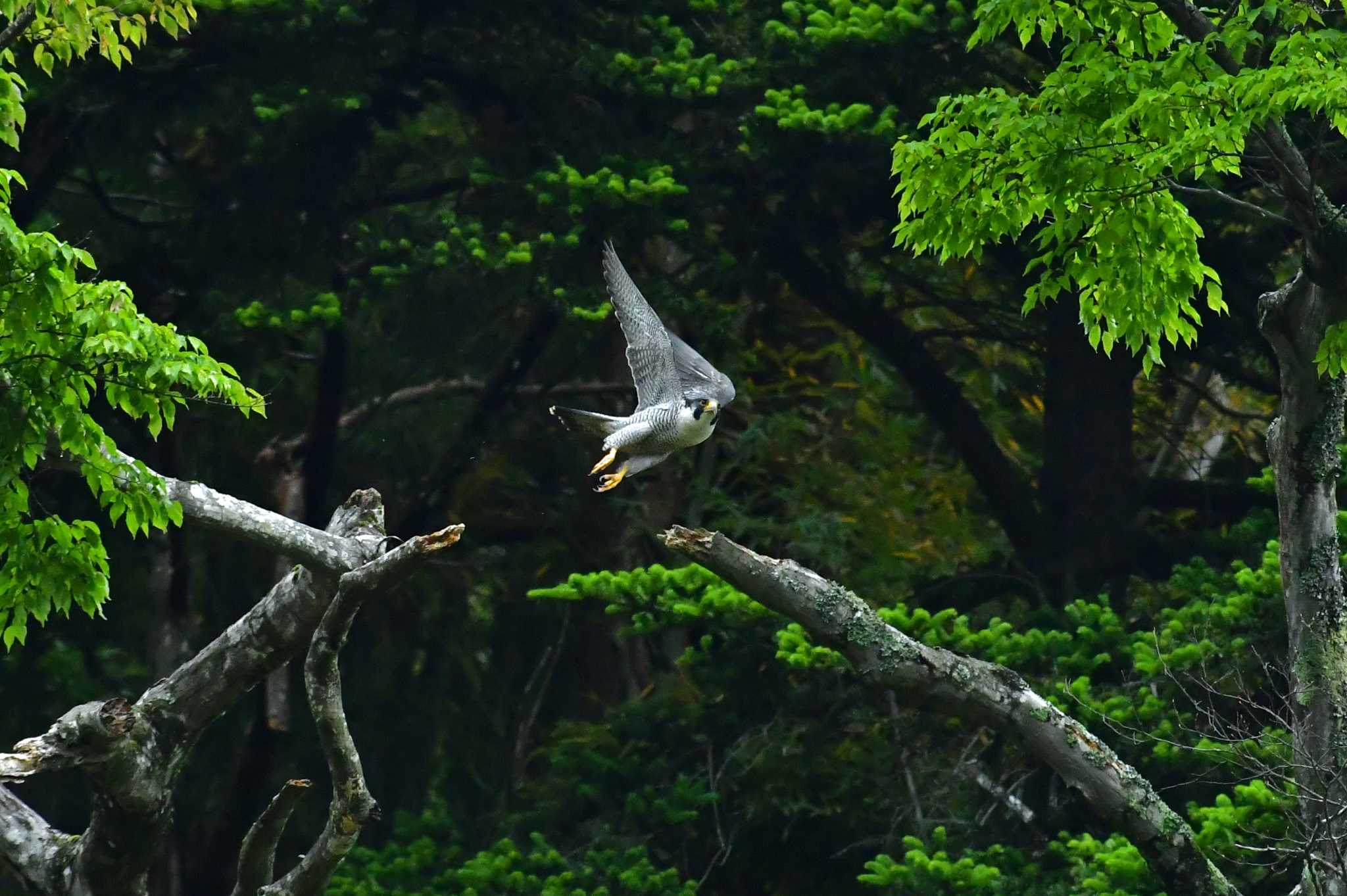 Photo of Peregrine Falcon at Aobayama Park by Keiichi TAKEDA