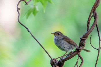 2022年5月18日(水) 三ツ池公園(横浜市鶴見区)の野鳥観察記録