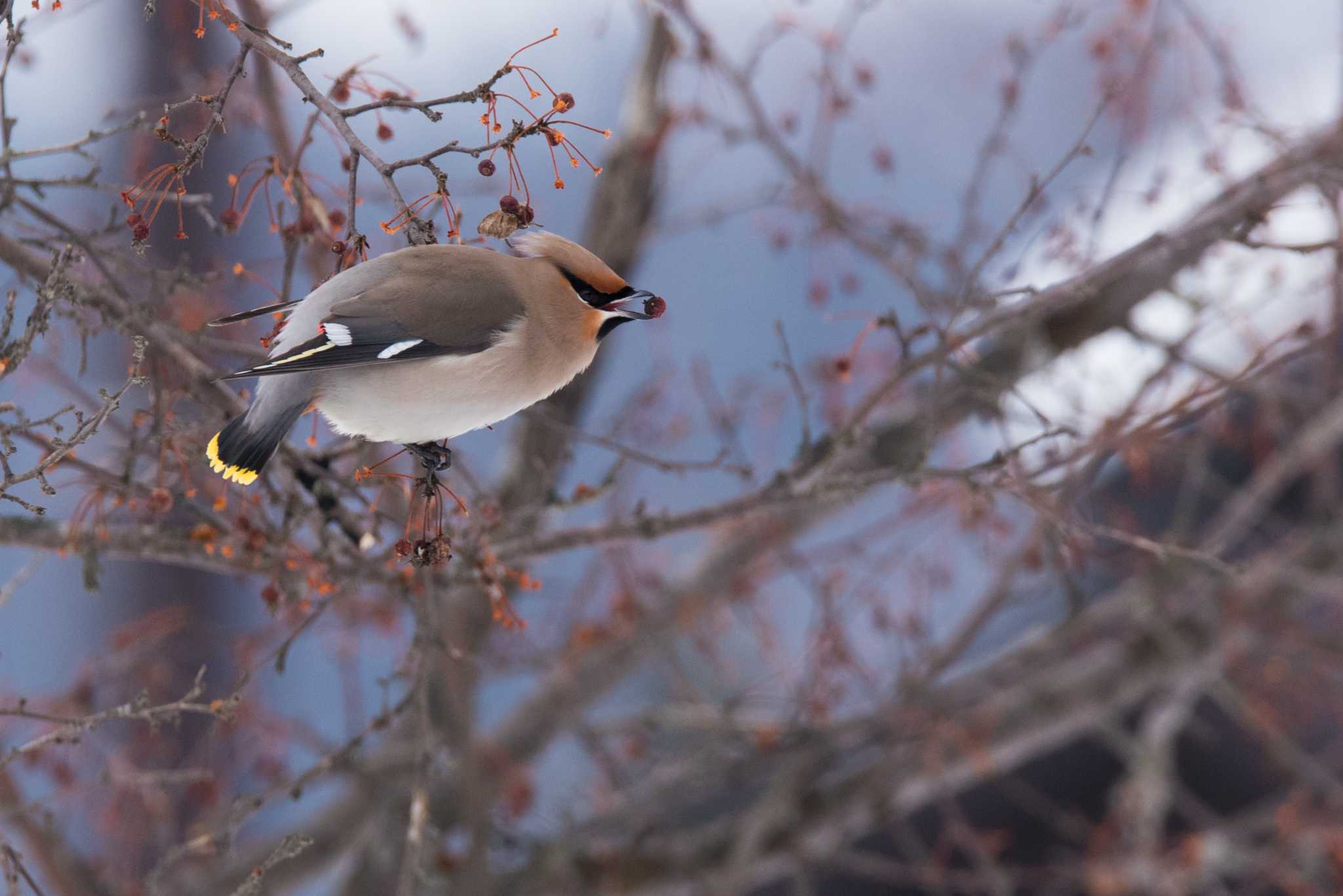 キトウシ森林公園 キレンジャクの写真 by STRONG-J