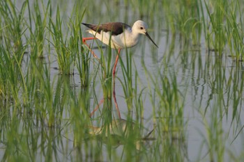 Sun, 5/22/2022 Birding report at 神戸市西区