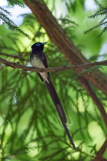 Black Paradise Flycatcher 菅山寺 Sun, 5/22/2022