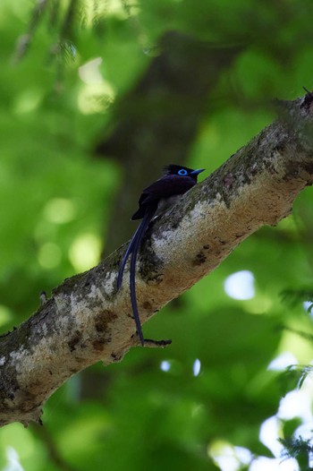 Black Paradise Flycatcher 菅山寺 Sun, 5/22/2022