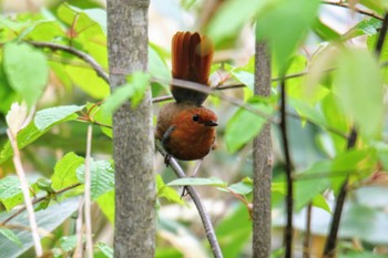 Japanese Robin Unknown Spots Sun, 5/22/2022