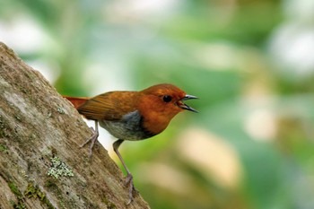 Japanese Robin Unknown Spots Sun, 5/22/2022