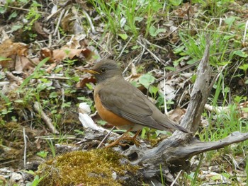 2022年5月22日(日) 北大研究林(北海道大学苫小牧研究林)の野鳥観察記録