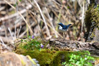 Siberian Blue Robin Yanagisawa Pass Wed, 5/18/2022