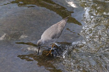 Grey-tailed Tattler 横浜市内河川 Sun, 5/22/2022