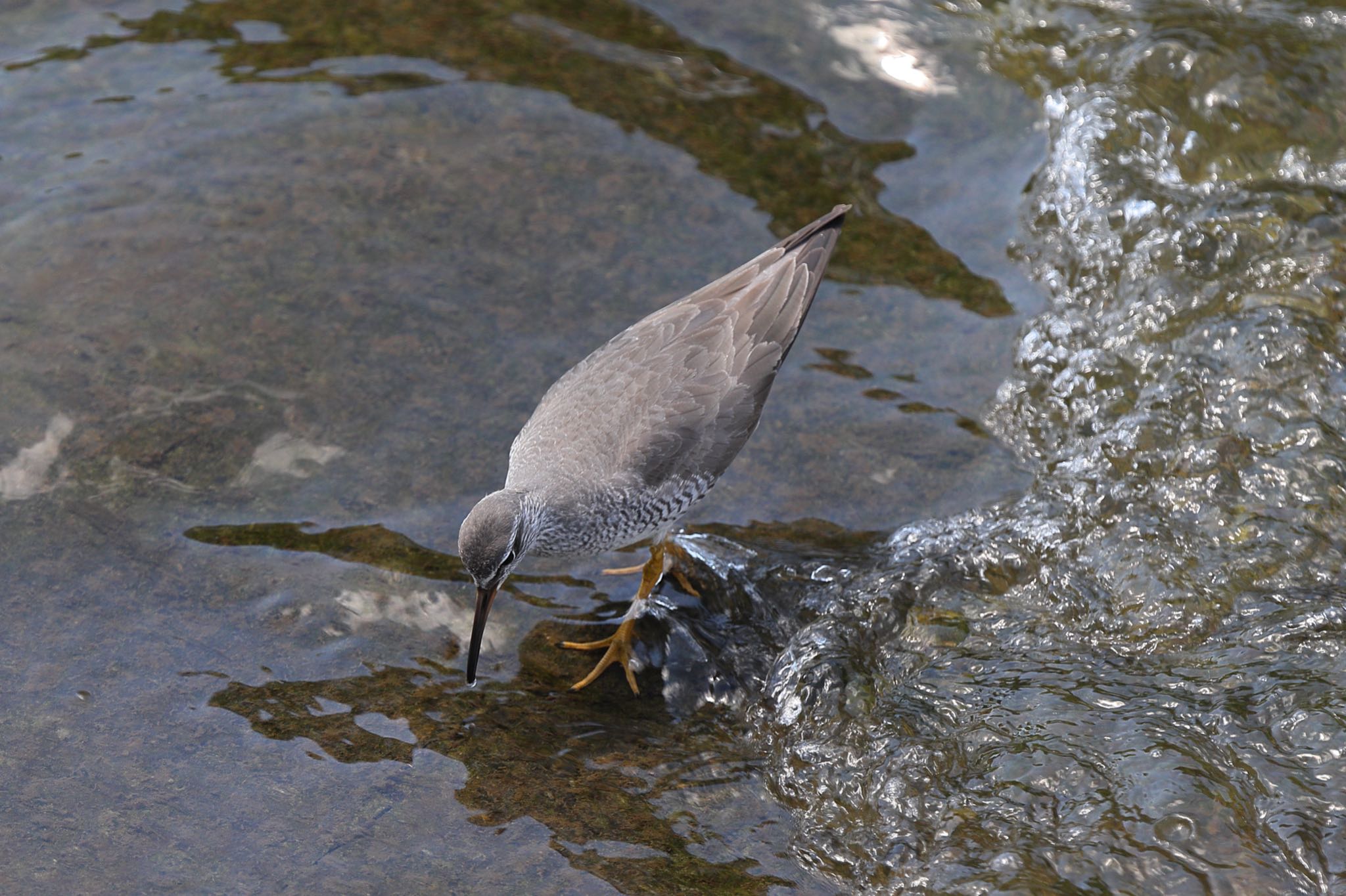 Photo of Grey-tailed Tattler at 横浜市内河川 by こぐまごろう