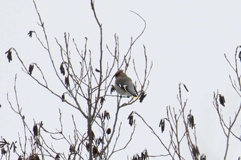 Bohemian Waxwing Unknown Spots Mon, 12/18/2017