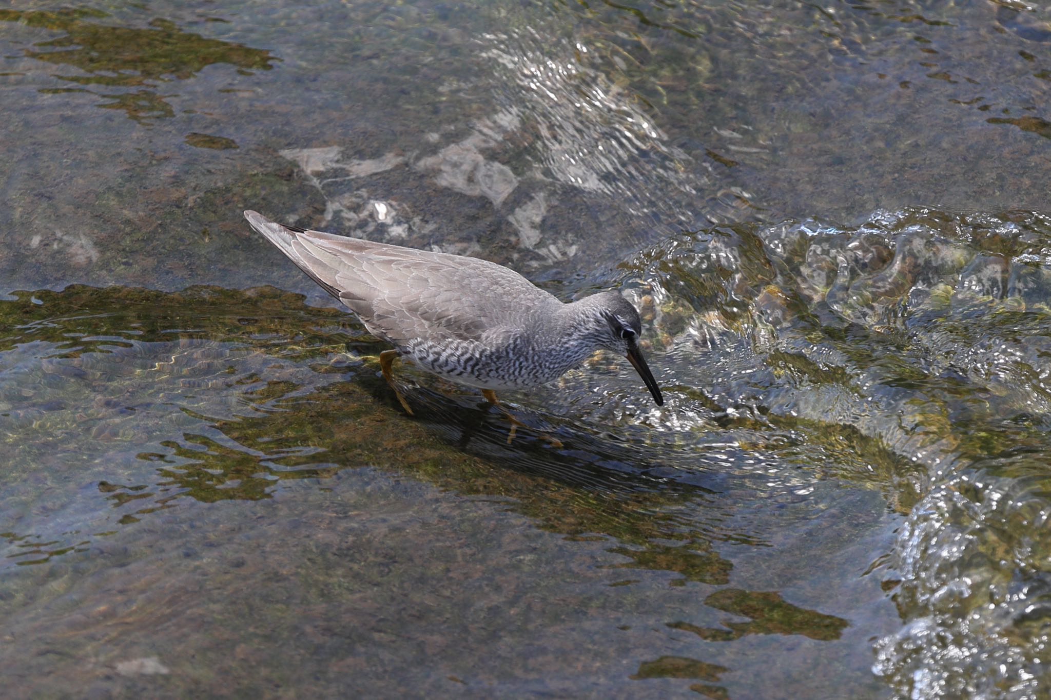 Photo of Grey-tailed Tattler at 横浜市内河川 by こぐまごろう