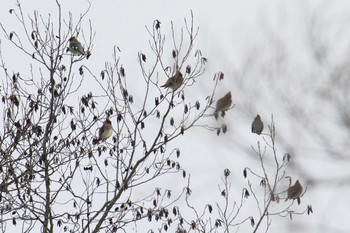 Bohemian Waxwing Unknown Spots Mon, 12/18/2017