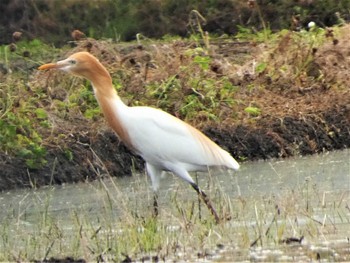 2022年5月21日(土) 浮島ヶ原自然公園の野鳥観察記録