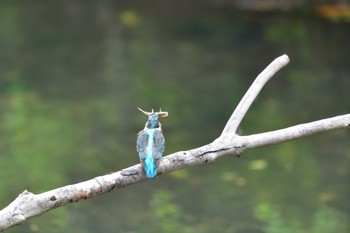 Common Kingfisher Nagahama Park Sun, 5/22/2022