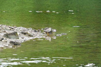 Grey-tailed Tattler Nagahama Park Sun, 5/22/2022