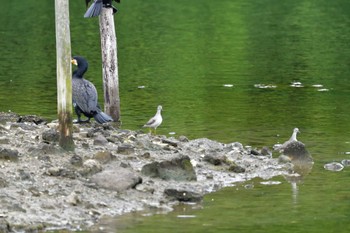 キアシシギ 長浜公園 2022年5月22日(日)