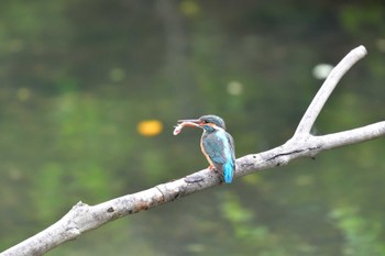 Common Kingfisher Nagahama Park Sun, 5/22/2022