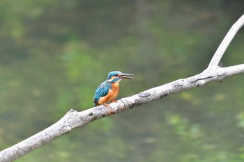 Common Kingfisher Nagahama Park Sun, 5/22/2022