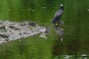 Grey-tailed Tattler Nagahama Park Sun, 5/22/2022