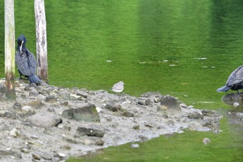 Grey-tailed Tattler Nagahama Park Sun, 5/22/2022