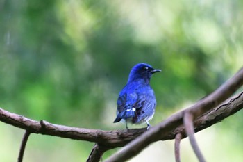 Blue-and-white Flycatcher Moritogawa Sun, 5/22/2022