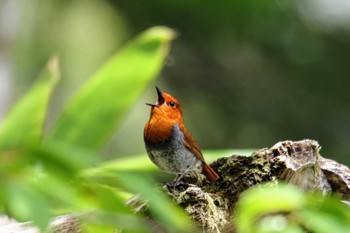 Japanese Robin Unknown Spots Sun, 5/22/2022