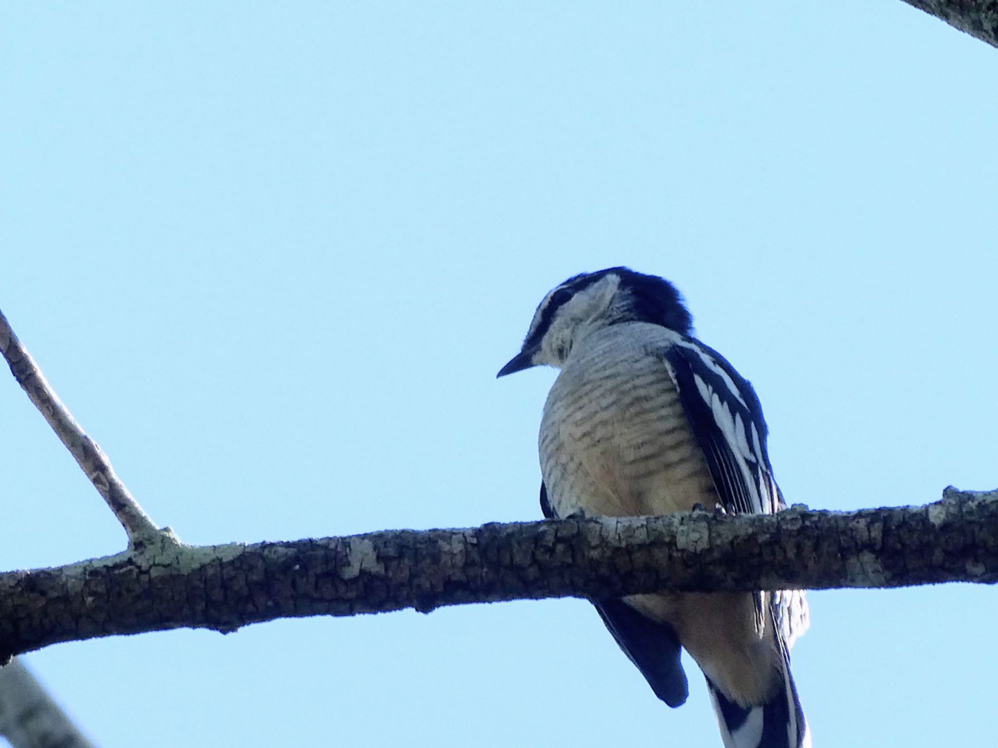 Photo of Varied Triller at Fogg Dam by Maki