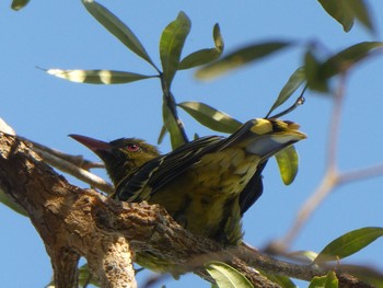 Green Oriole Fogg Dam Wed, 5/19/2021