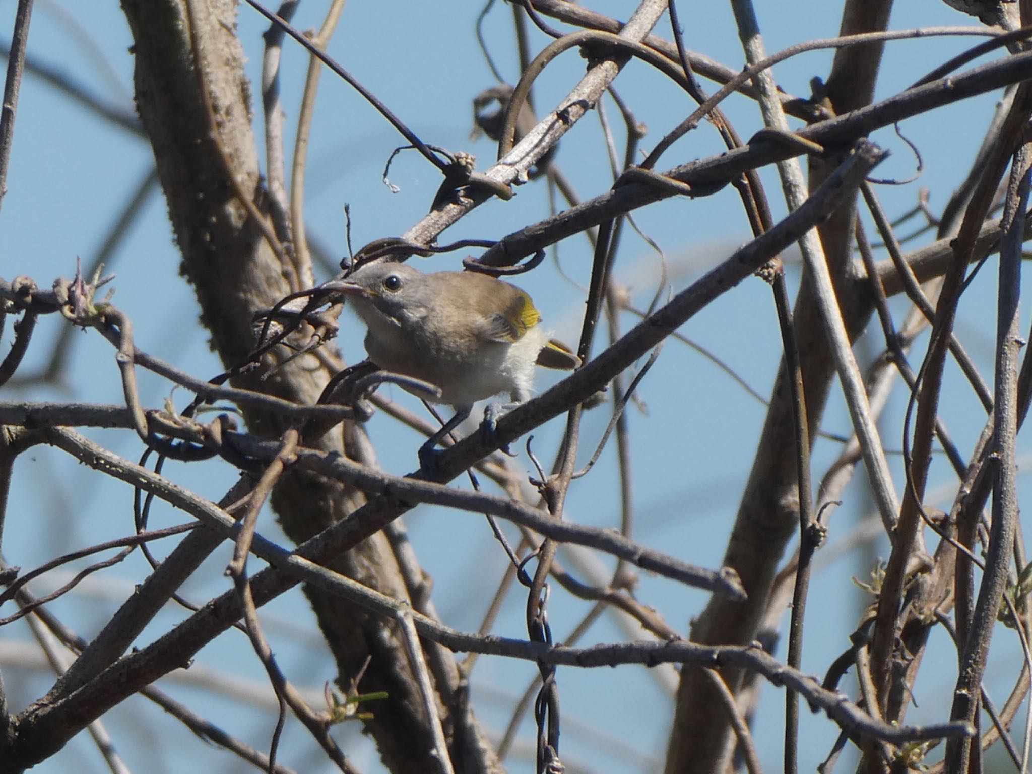 Photo of Rufous-banded Honeyeater at Fogg Dam by Maki