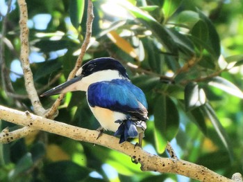 Forest Kingfisher Adelaide River Crossing, NT, Australia Wed, 5/19/2021