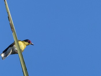 Australasian Figbird Bicentennial Park(Darwin) Tue, 5/18/2021