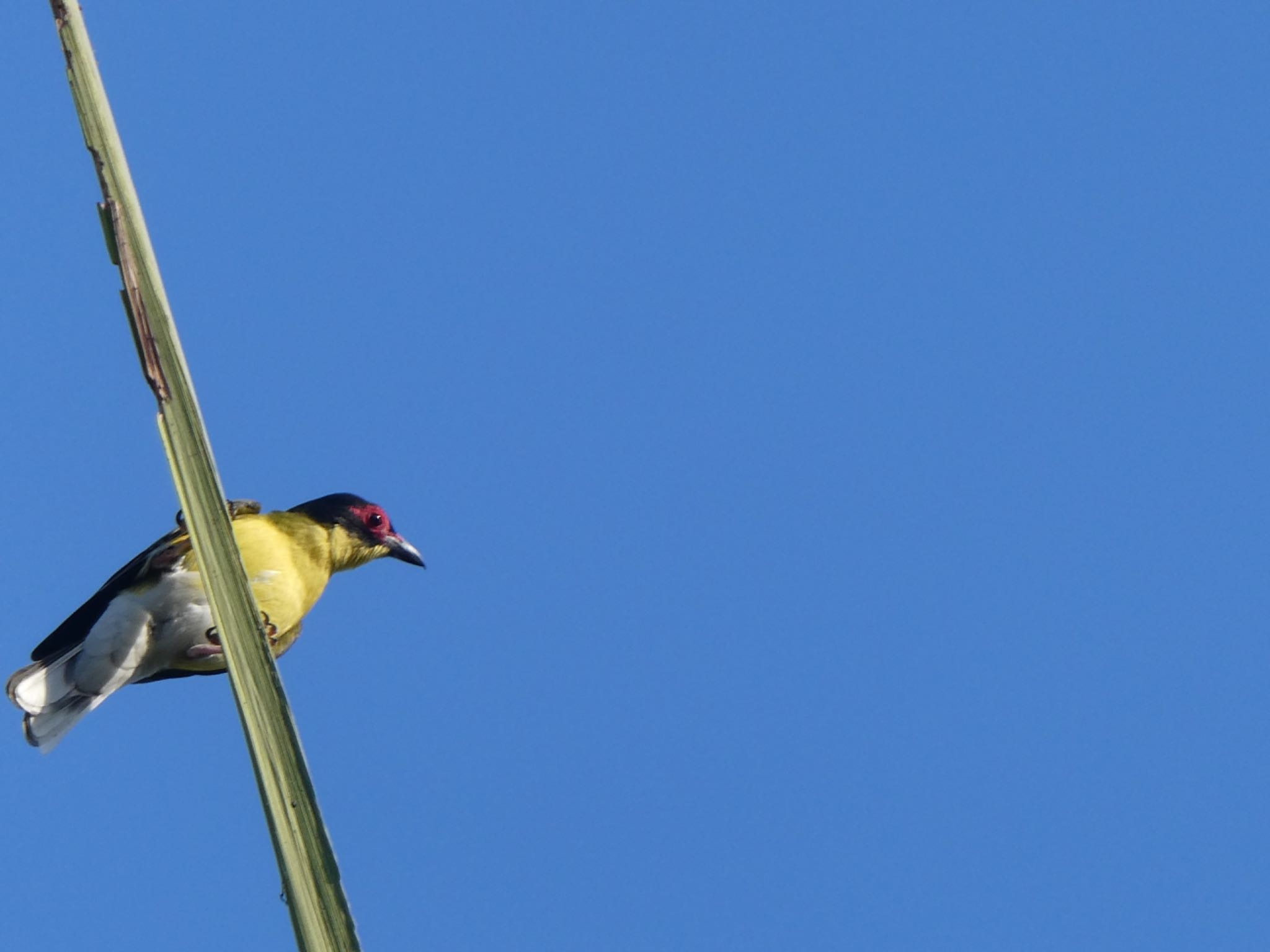 Bicentennial Park(Darwin) メガネコウライウグイスの写真 by Maki