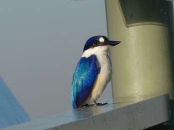 Forest Kingfisher Fogg Dam Wed, 5/19/2021