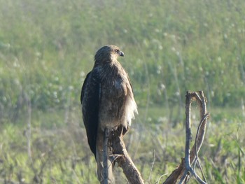 Whistling Kite Fogg Dam Wed, 5/19/2021