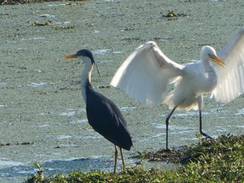 Pied Heron Fogg Dam Wed, 5/19/2021