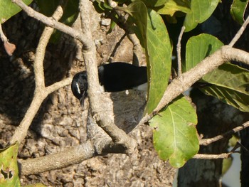 Willie Wagtail Fogg Dam Wed, 5/19/2021