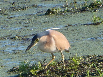 Nankeen Night Heron Fogg Dam Wed, 5/19/2021